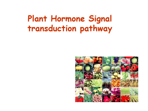 PlantHormoneSignaltransductionpathway植物激素信号转导通路-PPT精品文档