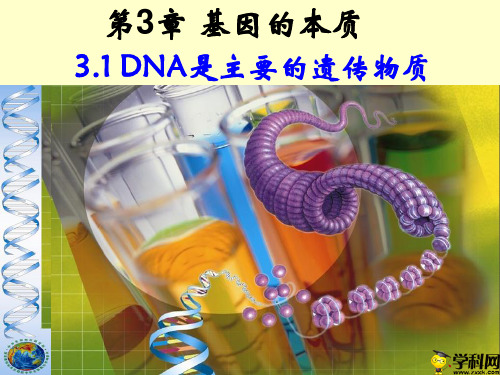 山东省巨野县第一中学高一生物课件：必修二31DNA是主要的遗传物质(共32张PPT)