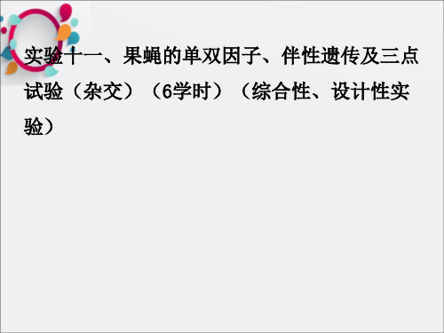 实验11果蝇的单双因子、伴性遗传及三点试验杂交