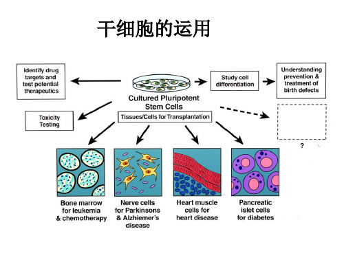 stem cell