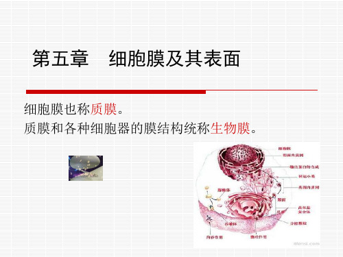 细胞膜及其表面