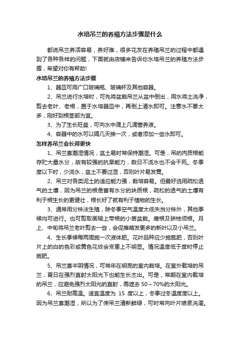 水培吊兰的养殖方法步骤是什么