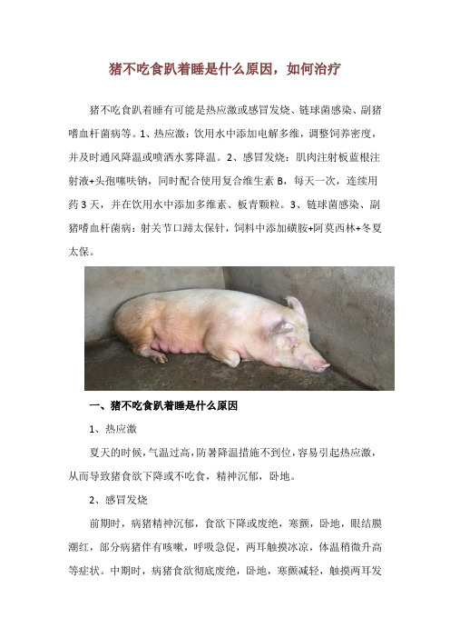 猪不吃食趴着睡是什么原因,如何治疗