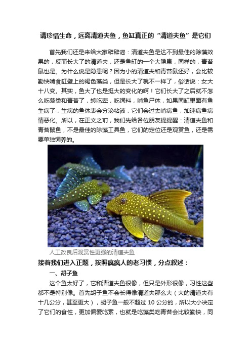 请珍惜生命，远离清道夫鱼，鱼缸真正的“清道夫鱼”是它们