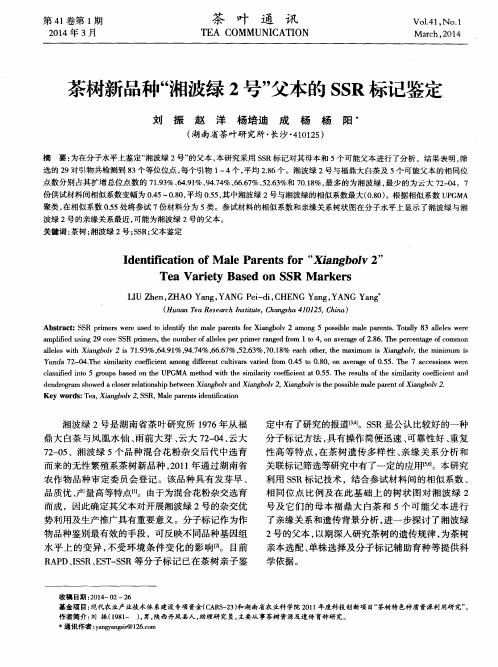 茶树新品种“湘波绿2号”父本的SSR标记鉴定