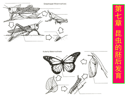 第七章 昆虫的胚后发育