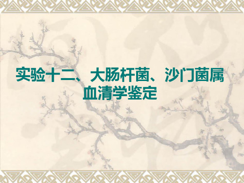 实训二十四 大肠杆菌、沙门菌属血清学鉴定