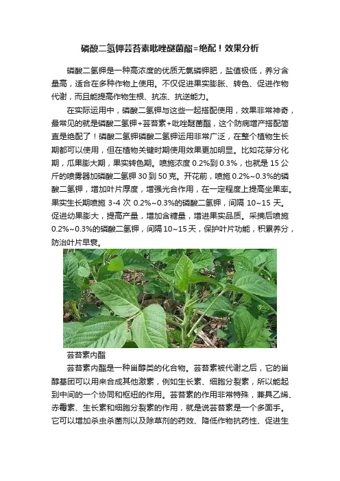 磷酸二氢钾芸苔素吡唑醚菌酯=绝配！效果分析