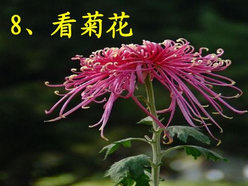 苏教版一年级上册语文《看菊花》(新)