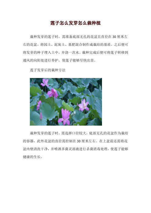 莲子怎么发芽怎么栽种植