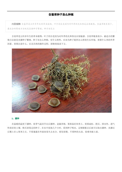 含羞草种子怎么种植