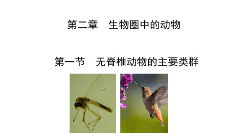 2.2.1 无脊椎动物的主要类群 课件 2021-2022学年济南版生物七年级上册