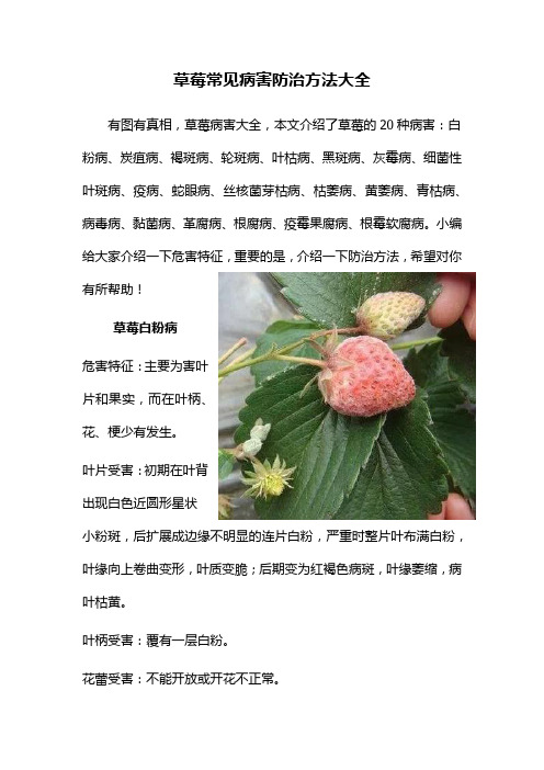 草莓常见病害防治方法大全