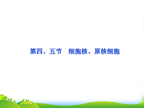 高中生物 第二章第四、五节细胞核、原核细胞课件 浙科必修1