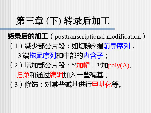 分子生物学 第三章 (下)转录后加工