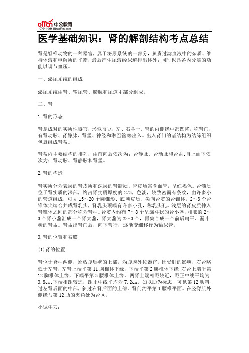 医学基础知识:肾的解剖结构考点总结
