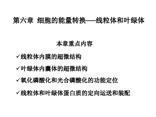 细胞生物学：第6章  线粒体和叶绿体