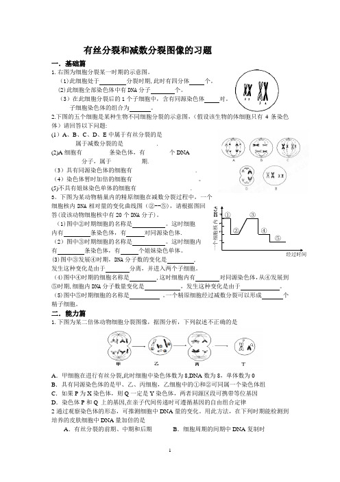 有丝分裂和减数分裂图像的习题