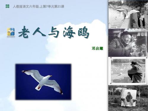 老人与海鸥(第二课时)