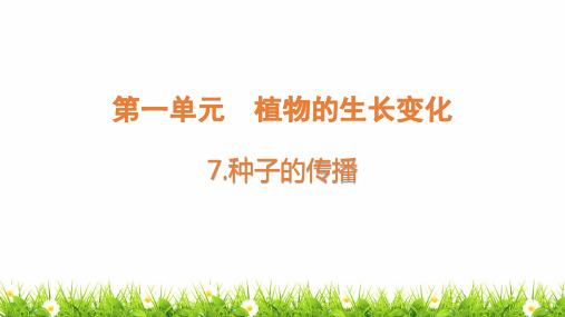 新教科版小学科学四年级下册《种子的传播》名师教学课件