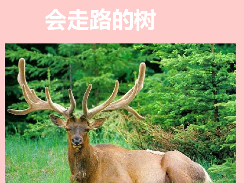 苏教版语文二年级下册:8.23会走路的树 课件
