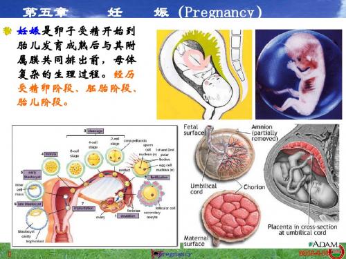 05第五章 妊 娠(Pregnancy)
