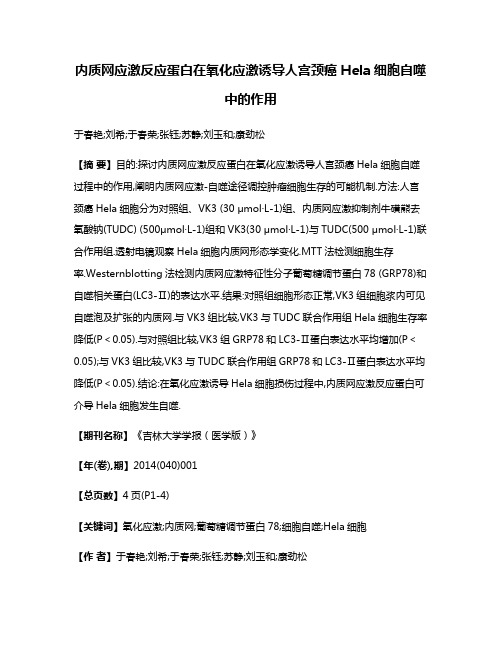 内质网应激反应蛋白在氧化应激诱导人宫颈癌Hela细胞自噬中的作用