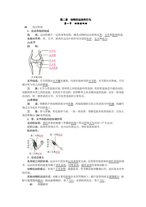 新人教版生物八年级上册-知识讲解 动物的运动