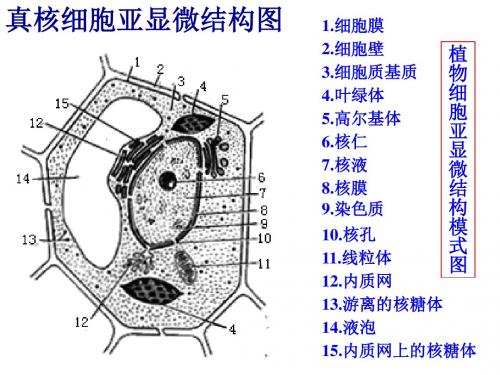 细胞器之间的协调配合