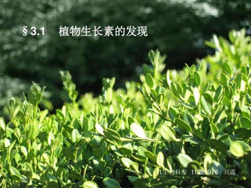 高中生物必修三3.1《植物生长素的发现》.