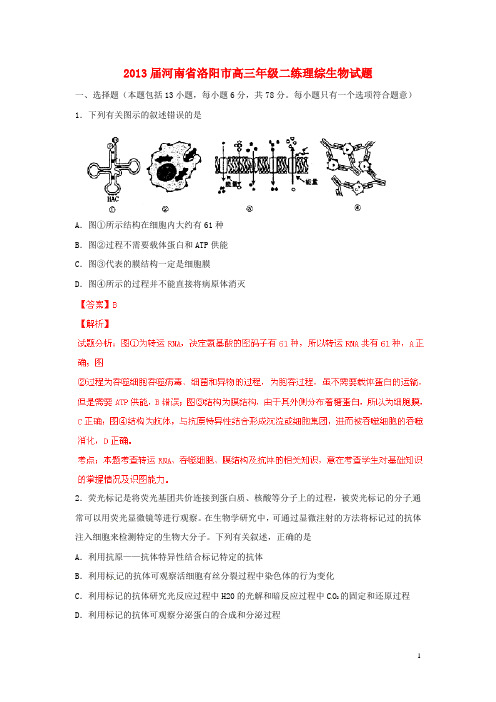 河南省洛阳市2013届高三理综(生物部分)二练试题解析(解析版)