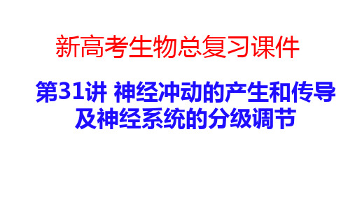 新高考生物总复习课件：第31讲 神经冲动的产生和传导及神经系统的分级调节