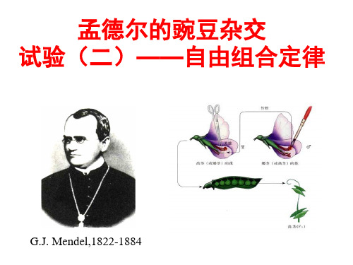 2018 浙科版高中生物自由组合定律