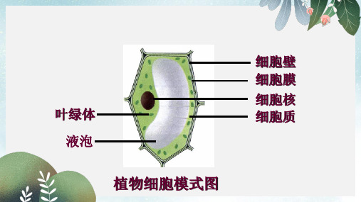 七年级生物上册 2.2.1 细胞的生活需要物质和能量课件  新人教版