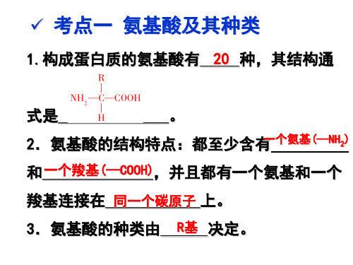 第3讲蛋白质一轮复习ppt课件