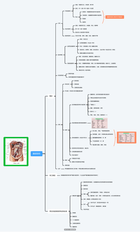 腹部损伤思维导图