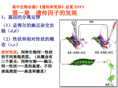 基因的分离定律