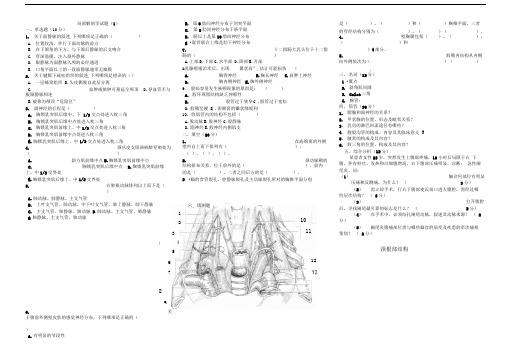 局部解剖学试题及答案