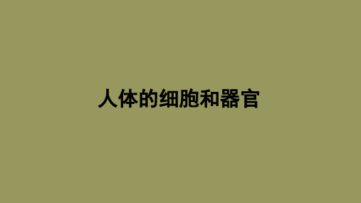 细胞与器官ppt课件