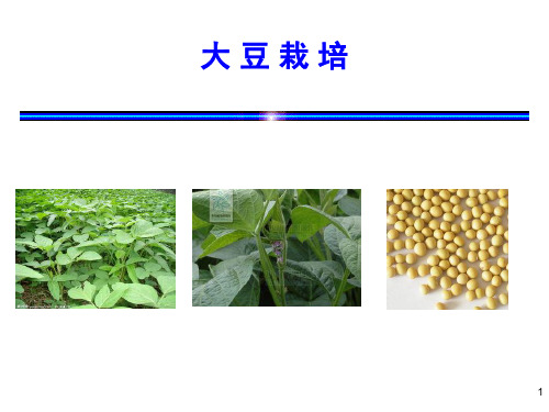 作物栽培学：大豆栽培