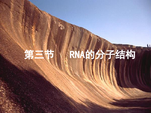 RNA的分子结构