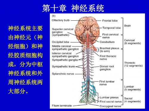 神经系统