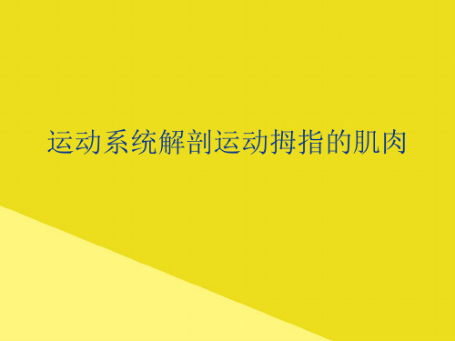 运动系统解剖运动拇指的肌肉PPT资料(正式版)