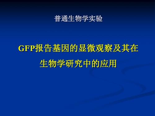 绿色荧光蛋白GFP的显微观察及其在转基因研究中的应用