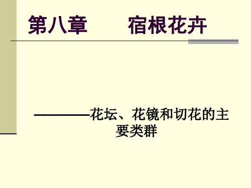 花卉学 宿根花卉PPT课件