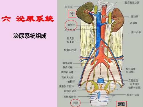 解剖生理泌尿系统ppt课件