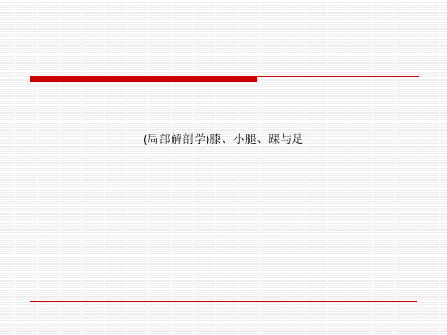 (局部解剖学)膝、小腿、踝与足