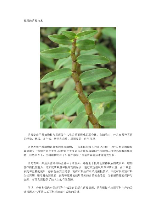 农研铁皮石斛种植基地之菌根