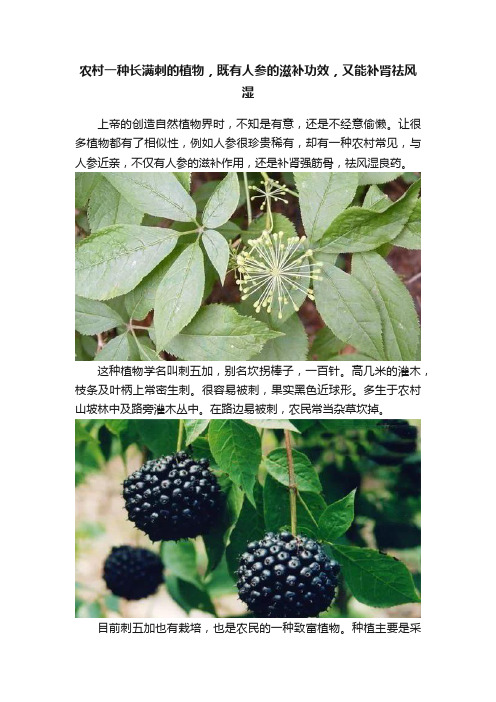 农村一种长满刺的植物，既有人参的滋补功效，又能补肾祛风湿