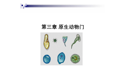 2022年高中生物竞赛 动物学 基础版教学课件 2-原生动物门